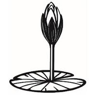 শাপলা কলি