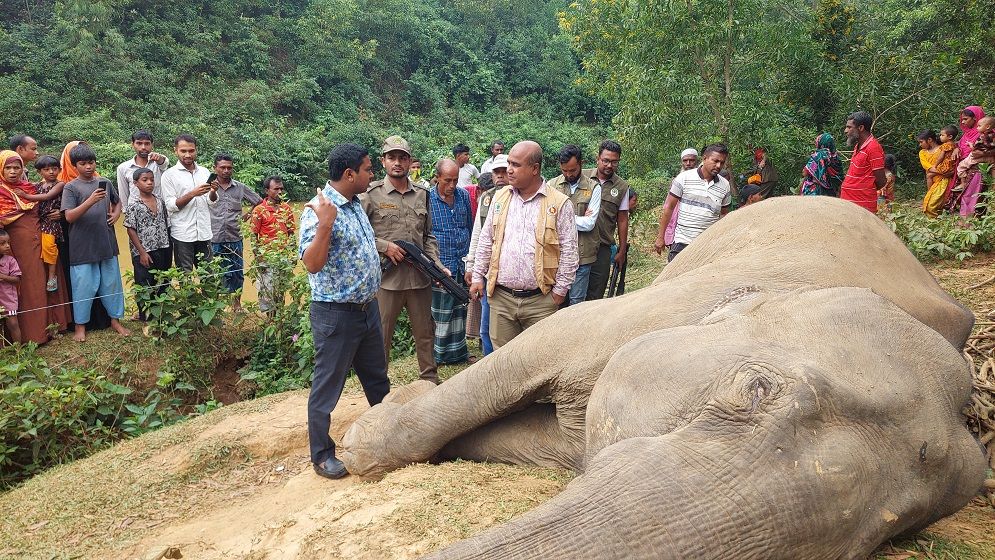 শেরপুরে বৈদ্যুতিক তারে জড়িয়ে বন্য হাতির মৃত্যু, আটক ১