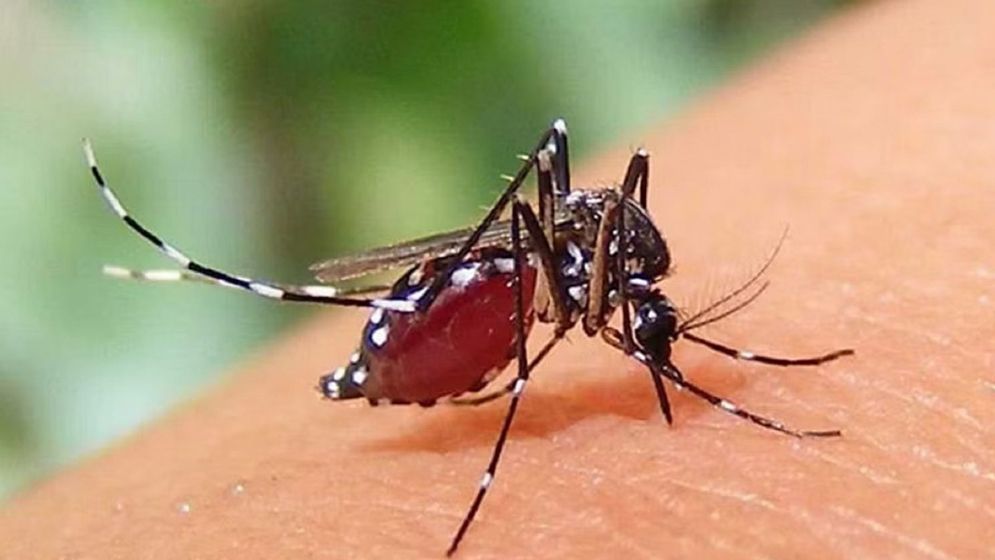 ডেঙ্গুতে ২৪ ঘণ্টায় ১০ জনের মৃত্যু