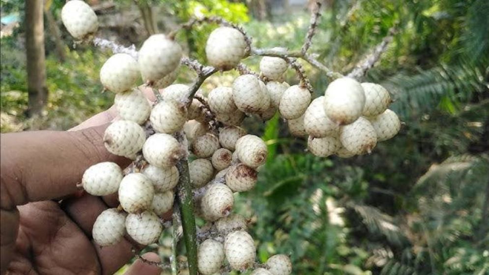 হারিয়ে যাচ্ছে বেত ও বেতফল