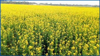 ঢাকার অদূরে এক হলুদ ফুলের রাজ্য