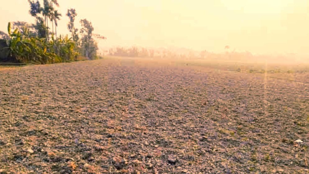 আগাছানাশক ছিটিয়ে লক্ষাধিক টাকার সরিষা ক্ষেত ধ্বংস