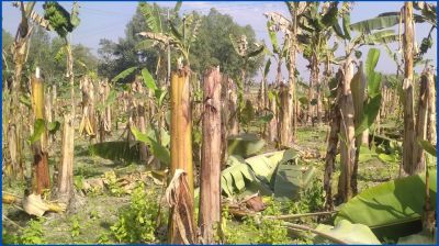 কলাগাছের সঙ্গে এ কেমন শত্রুতা