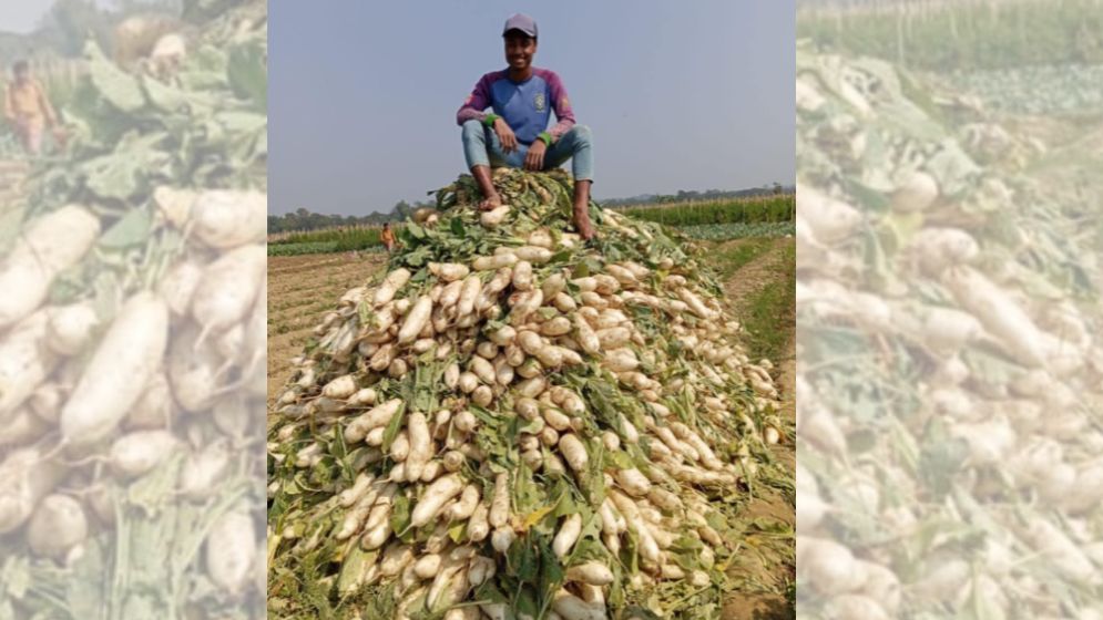 মাঠজুড়ে মুলাচাষিদের বোবাকান্না