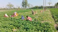 হিমাগার না থাকায় ক্ষেতেই নষ্ট হচ্ছে আলু