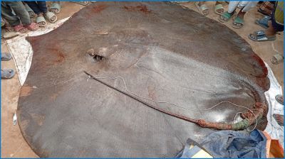 মেঘনায় ধরা পড়ল ৮ মণ ওজনের শাপলাপাতা মাছ