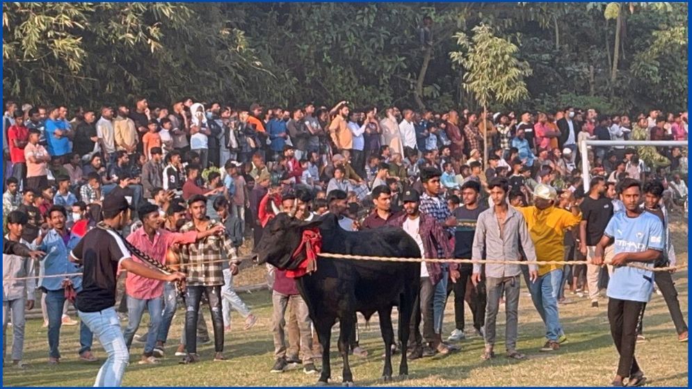 গরু দৌড় দেখতে হাজারো মানুষের ভিড়