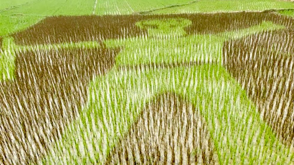 এবার শস্যচিত্রে শহীদ আবু সাঈদ, দেখতে মানুষের ভিড়