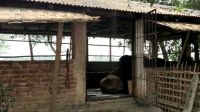 প্রতিশোধ নিতে ওসির বাড়িতে ডাকাতি!