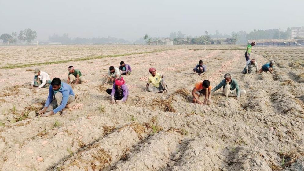 দাম কম থাকায় আলু বিক্রি করতে পারছেন না চাষিরা