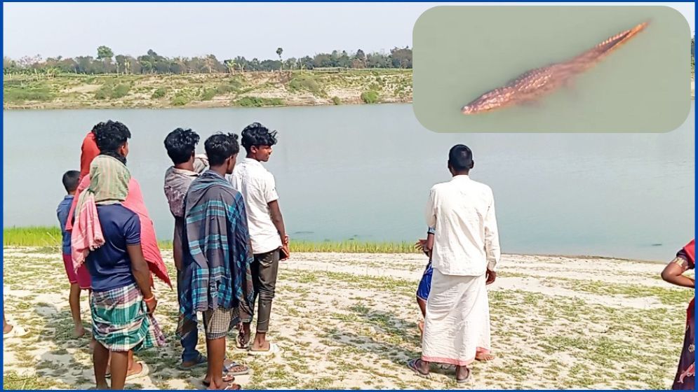গড়াই নদীতে ভাসছে ৪ কুমির, আতঙ্কে নদীপাড়ের মানুষ
