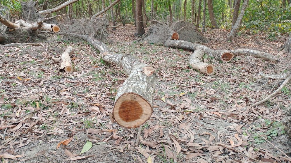 সংরক্ষিত বনাঞ্চল নিয়ে ঘুষ-বাণিজ্য রমরমা
