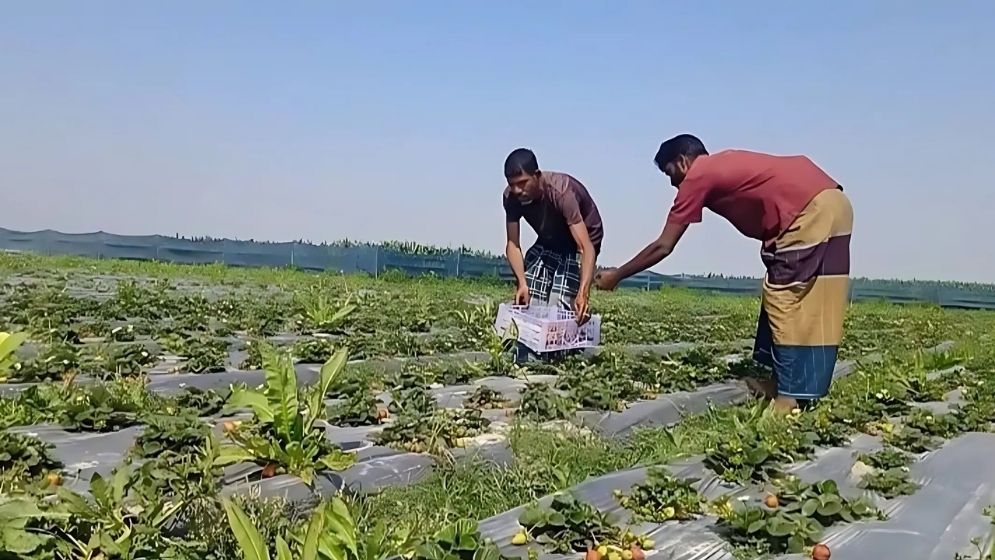 স্ট্রবেরি চাষে বিপর্যয়, স্বপ্ন ভেঙে পুঁজি হারাচ্ছেন কৃষক