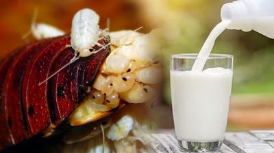 তেলাপোকার দুধেও আছে পুষ্টিগুণ