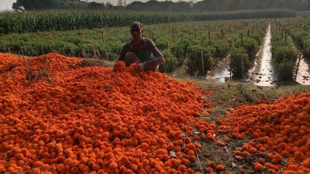 উৎপাদন খরচ তুলতে পারছেন না ফুল চাষিরা