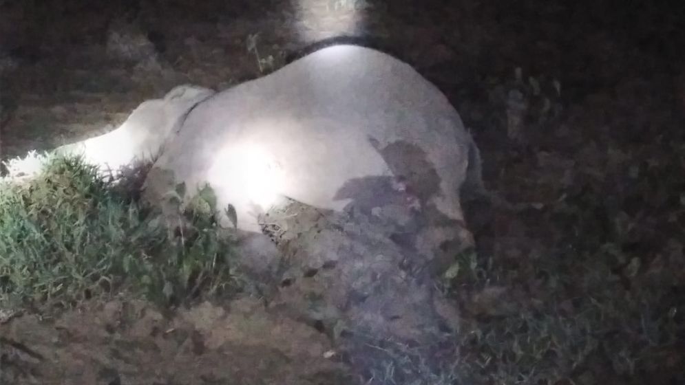 গারো পাহাড়ে বৈদ্যুতিক তারে হাতির মৃত্যু, কৃষক আটক
