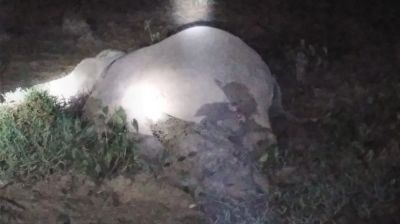 গারো পাহাড়ে বৈদ্যুতিক তারে হাতির মৃত্যু, কৃষক আটক