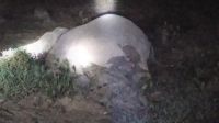 গারো পাহাড়ে বৈদ্যুতিক তারে হাতির মৃত্যু, কৃষক আটক