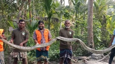 বাগেরহাটে লোকালয়ে এল ২০ ফুট লম্বা অজগর