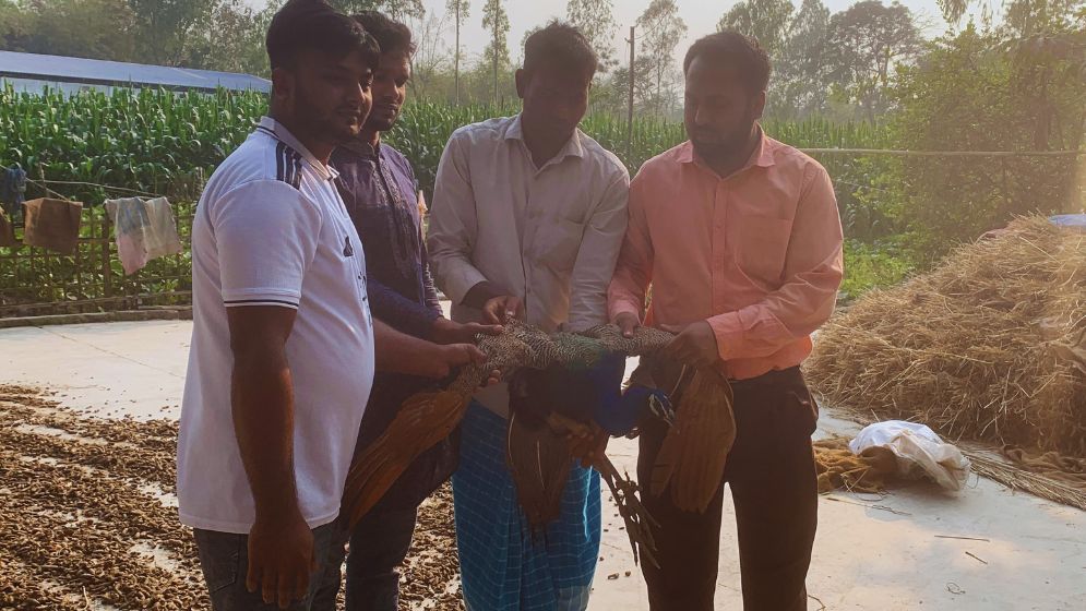 সৈয়দপুরে বিরল প্রজাতির ময়ূর পাখি উদ্ধার