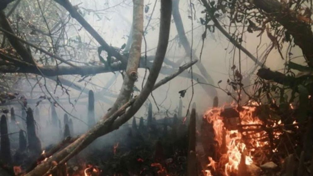 সুন্দরবনে আগুন রাতের মধ্যেই নেভানোর চেষ্টায় বন বিভাগ