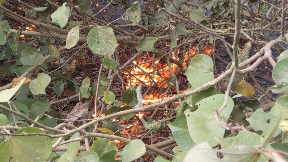 সুন্দরবনের চাঁদপাই রেঞ্জে আগুন, নিয়ন্ত্রণে আনতে বেগ পেতে হচ্ছে