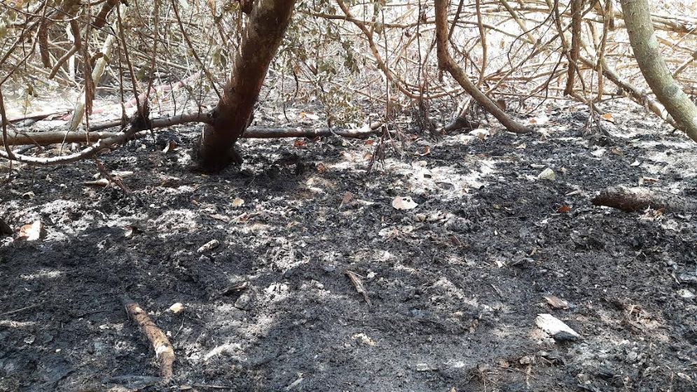সুন্দরবনের আগুন নিয়ন্ত্রণে এলেও সতর্ক ফায়ার সার্ভিস ও বন বিভাগ