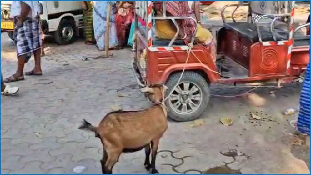 ছাগলের মুখ বেঁধে ‘ধর্ষণ’, বাধা দেওয়ায় হামলা