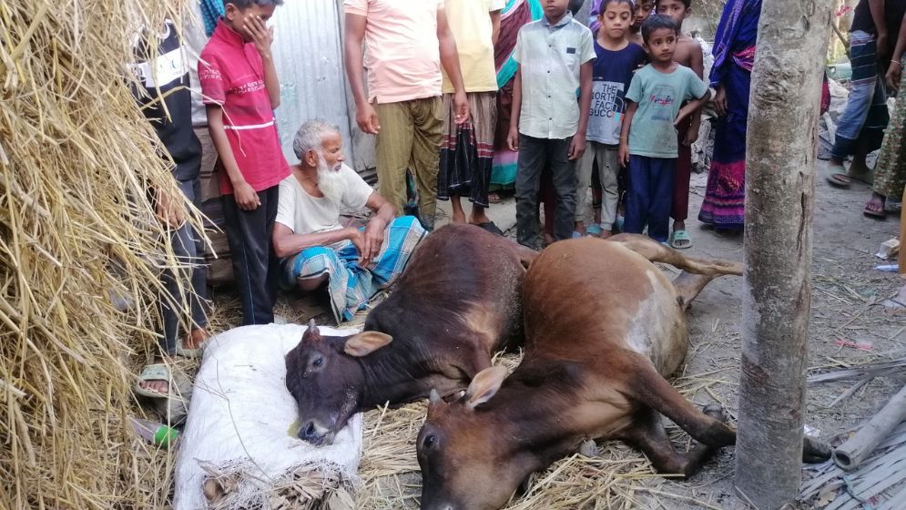চিকিৎসায় গাফিলতির অভিযোগ, দরিদ্র কৃষকের ২ গরুর মৃত্যু