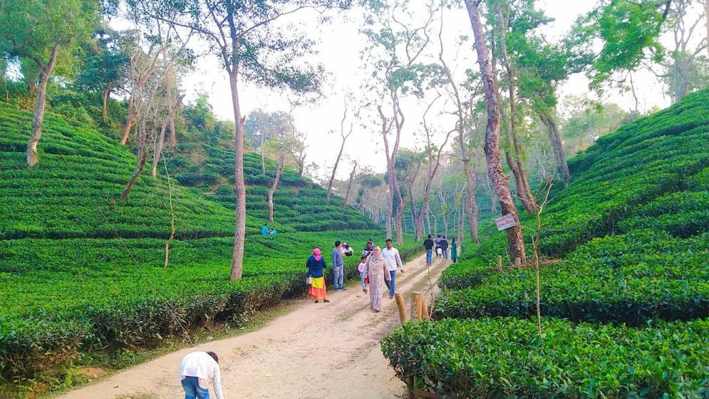 টানা ছুটিতে ঘুরে আসুন ‘চায়ের দেশ’