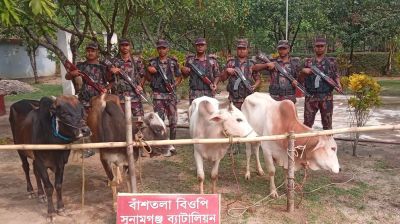 সুনামগঞ্জ সীমান্তে ৭ ভারতীয় গরু জব্দ