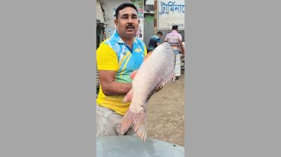 পদ্মার ১৩ কেজির রুই ৪৩ হাজারে বিক্রি