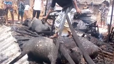 তাড়াশে আগুনে পুড়ল প্রবাসীর ঘর-টাকা-স্বর্ণ, প্রাণ গেল ৩ গরুর