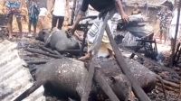 তাড়াশে আগুনে পুড়ল প্রবাসীর ঘর-টাকা-স্বর্ণ, প্রাণ গেল ৩ গরুর