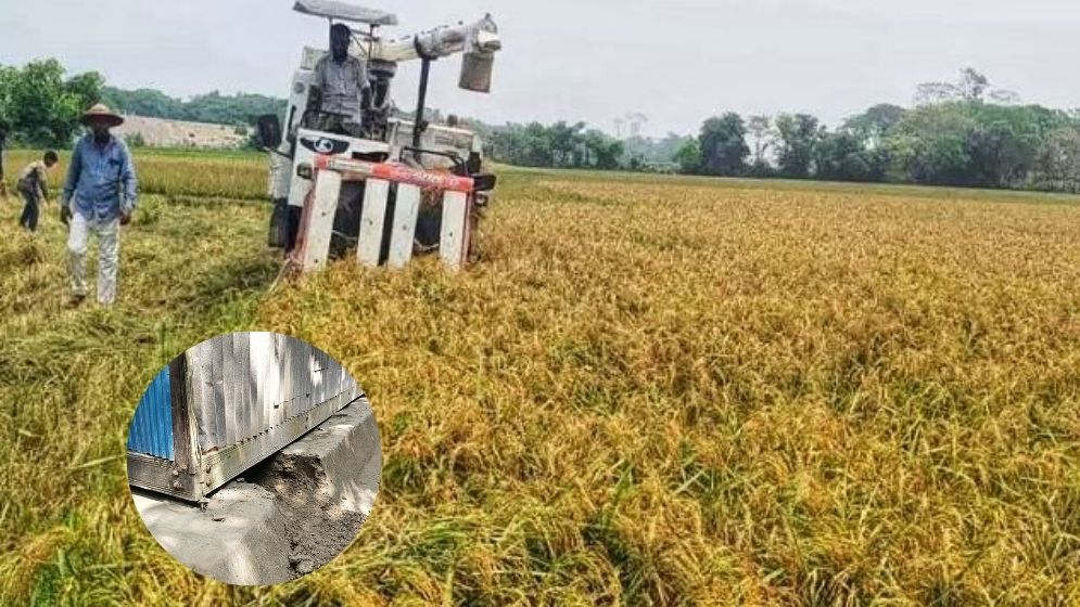 বৈশাখের আগেই আগাম জাতের ধান কেটে খুশি কৃষকরা