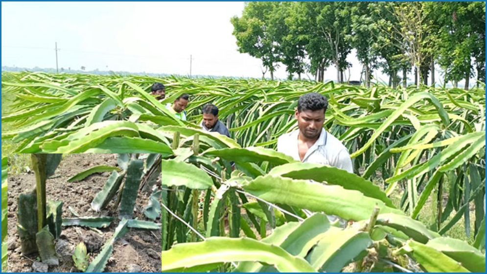 ঝিনাইদহে কৃষকের ৪ হাজার ফলজ গাছ কেটে ফেলেছে দুর্বৃত্তরা