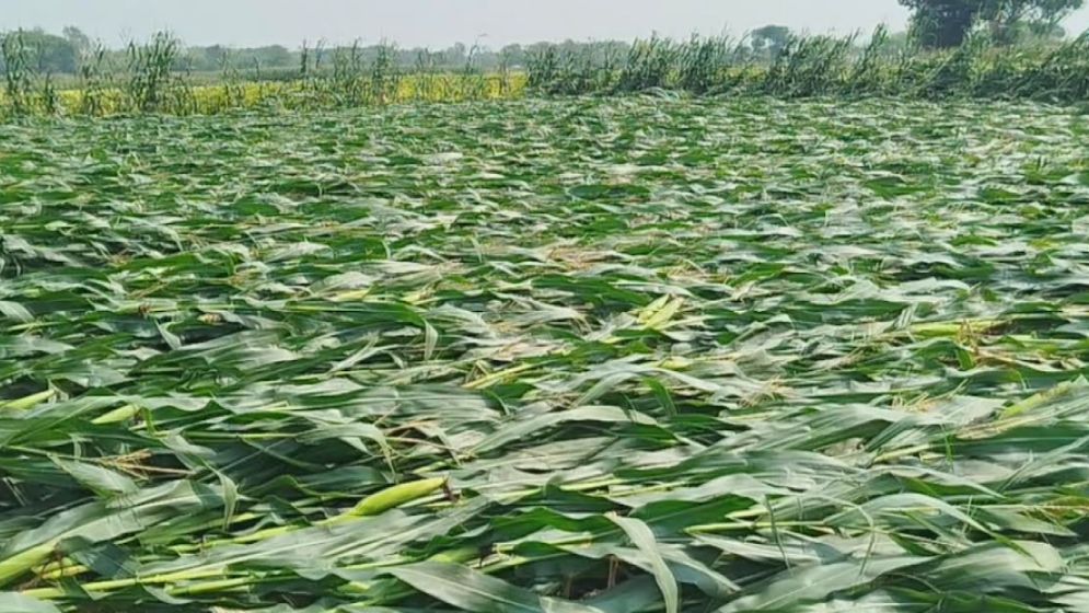 মেহেরপুরে কালবৈশাখী ঝড়-শিলা বৃষ্টিতে ফসলের ব্যাপক ক্ষতি