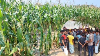 শেরপুরে ভুট্টা ক্ষেত থেকে দিনমজুরের মরদেহ উদ্ধার