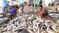 পহেলা বৈশাখে আকাশচুম্বী ইলিশের দাম