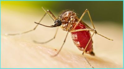 ২৪ ঘণ্টায় ডেঙ্গুতে আক্রান্ত ৪১ জন