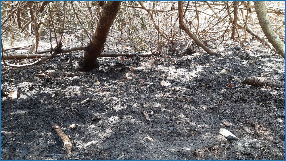 সুন্দরবনে অগ্নিকাণ্ডের কারণ জানা যায়নি, পুড়েছে ৬.৬৩ একর বন