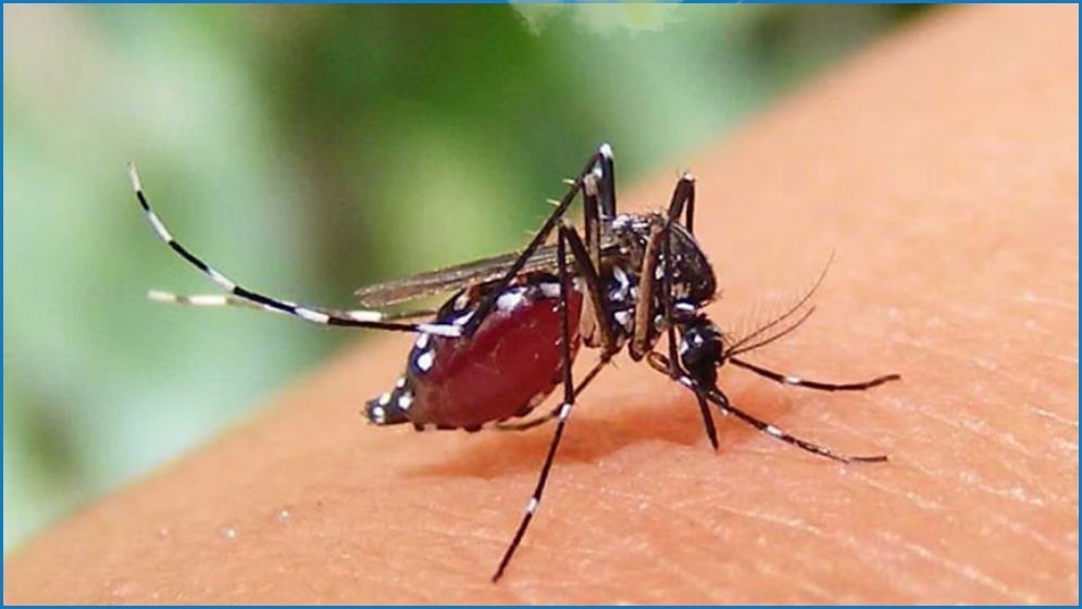 ২৪ ঘণ্টায় ডেঙ্গুতে আক্রান্ত ১৬ জন