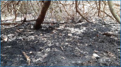 সুন্দরবনে অগ্নিকাণ্ডের কারণ জানা যায়নি, পুড়েছে ৬.৬৩ একর বন