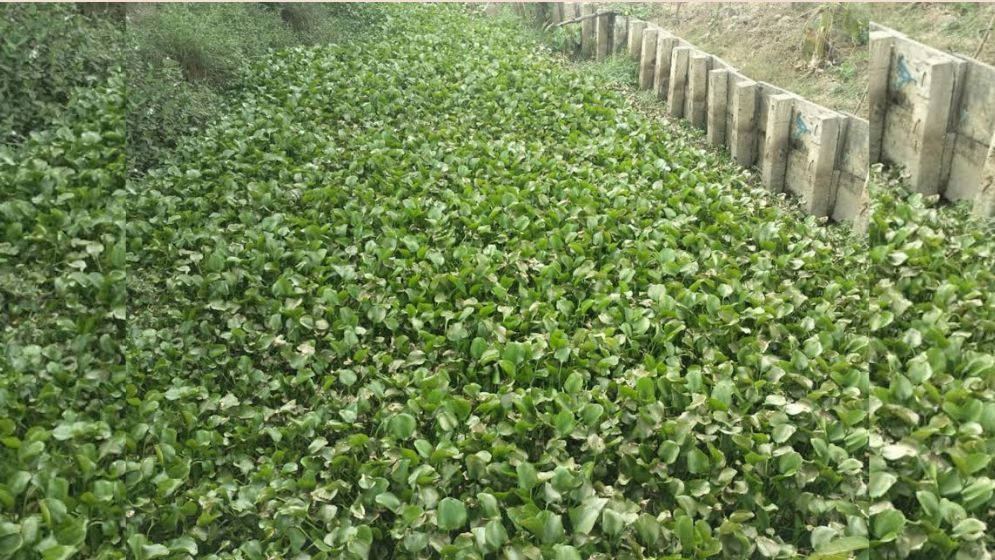 কচুরিপানায় ভরপুর খাল, পানি চলাচল বন্ধ