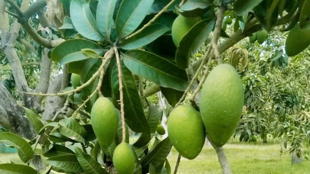 চাঁপাইনবাবগঞ্জে আমের গুটি কম, দুশ্চিন্তায় চাষিরা