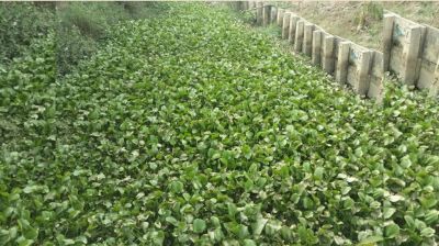 কচুরিপানায় ভরপুর খাল, পানি চলাচল বন্ধ