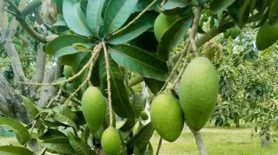 চাঁপাইনবাবগঞ্জে আমের গুটি কম, দুশ্চিন্তায় চাষিরা