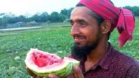 সুন্দরবন উপকূলে লবণাক্ত জমিতে তরমুজ চাষে কৃষকের মুখে হাসি