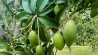 চাঁপাইনবাবগঞ্জে আমের গুটি কম, দুশ্চিন্তায় চাষিরা