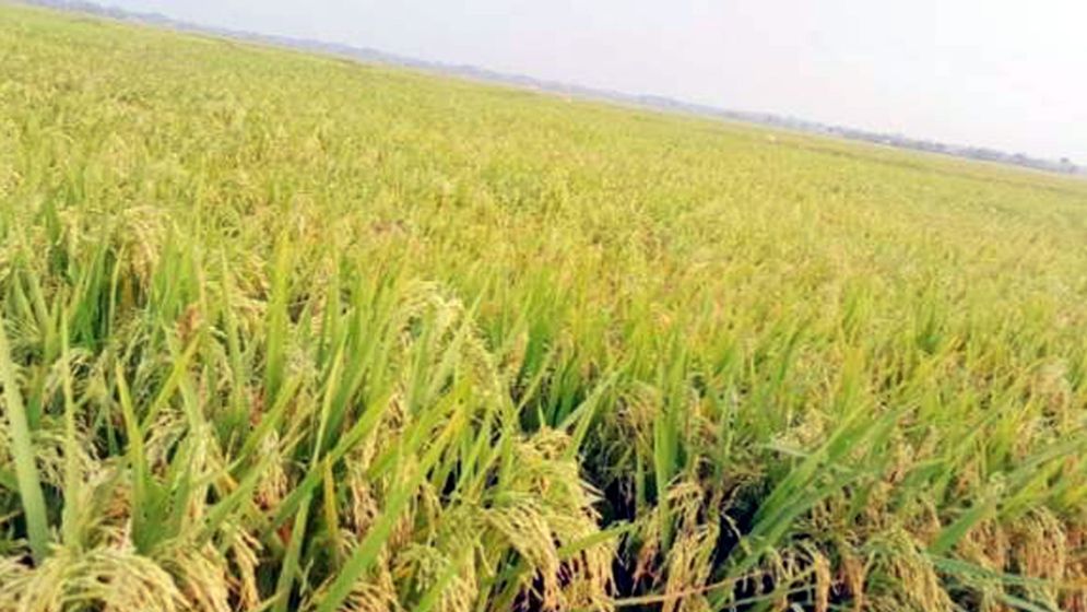 মণিরামপুরে বোরো ধানের বাম্পার ফলন, কৃষকের মুখে হাসি